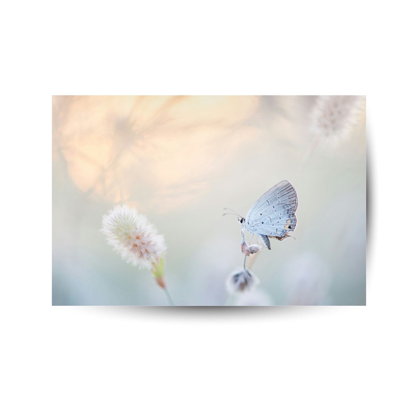 Schmetterling