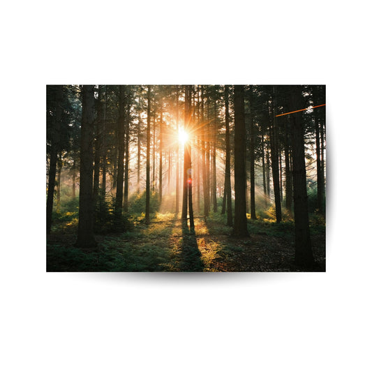 Morgensonne im Wald