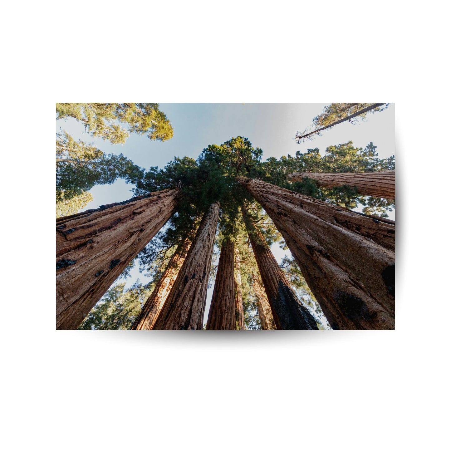 Mammutbäume - Die Kraft der Natur
