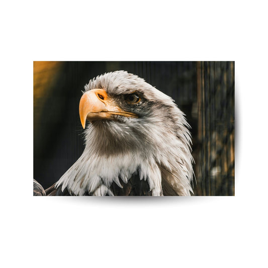 Adler – Der stolze Wächter der Lüfte