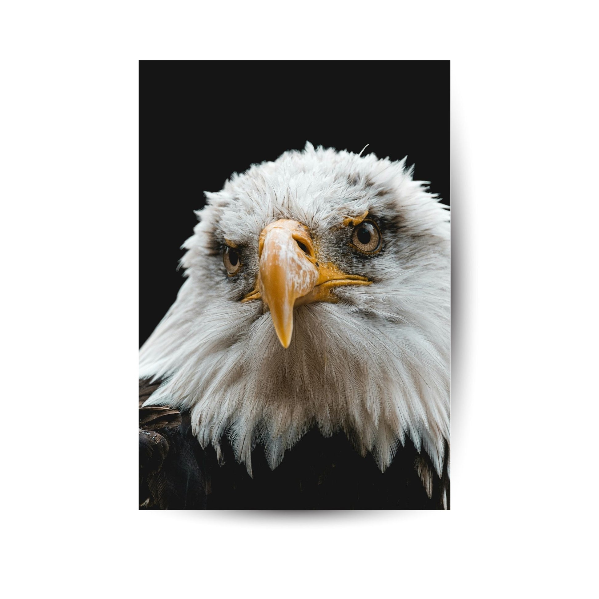Eindrucksvolles Metallposter mit Weißkopfseeadler – symbolträchtige Wandkunst mit Tiefenwirkung