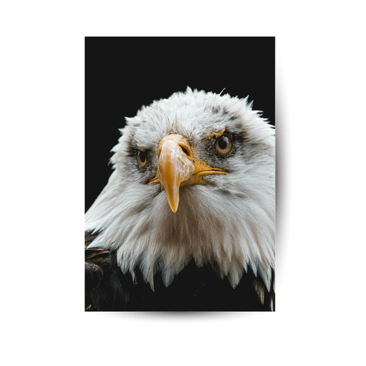 Adler - Der König der Lüfte