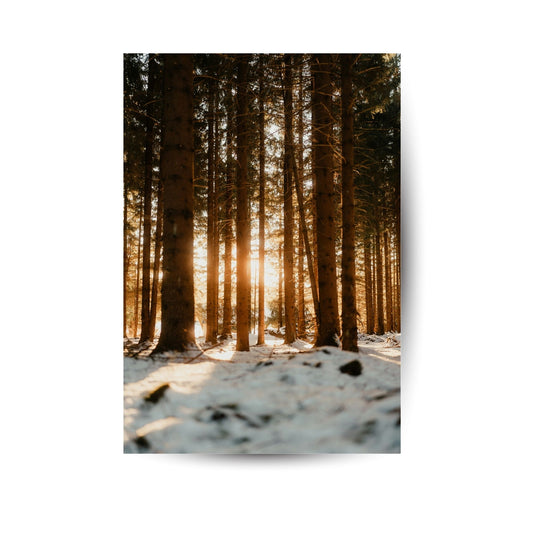 Winterwald im Sonnenlicht
