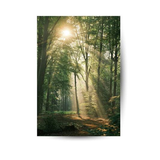 Sonnenstrahlen im Wald